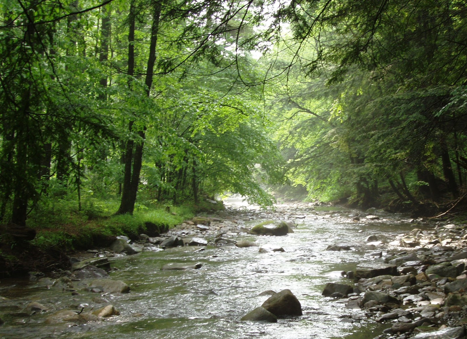 PA Environment Digest Blog CBFPA Trees Are A Cool Solution To Water