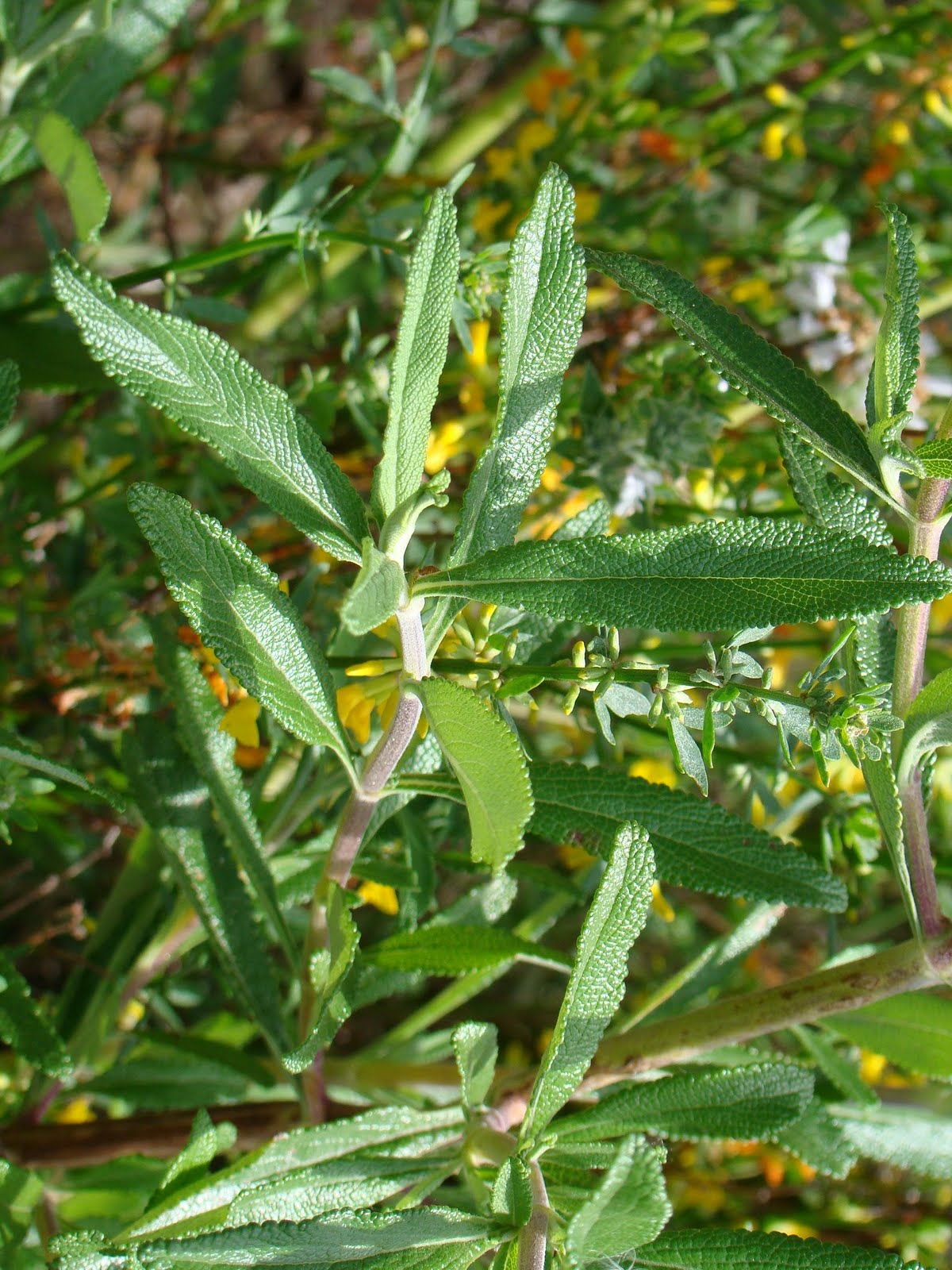 Leaves of Plants Black Sage