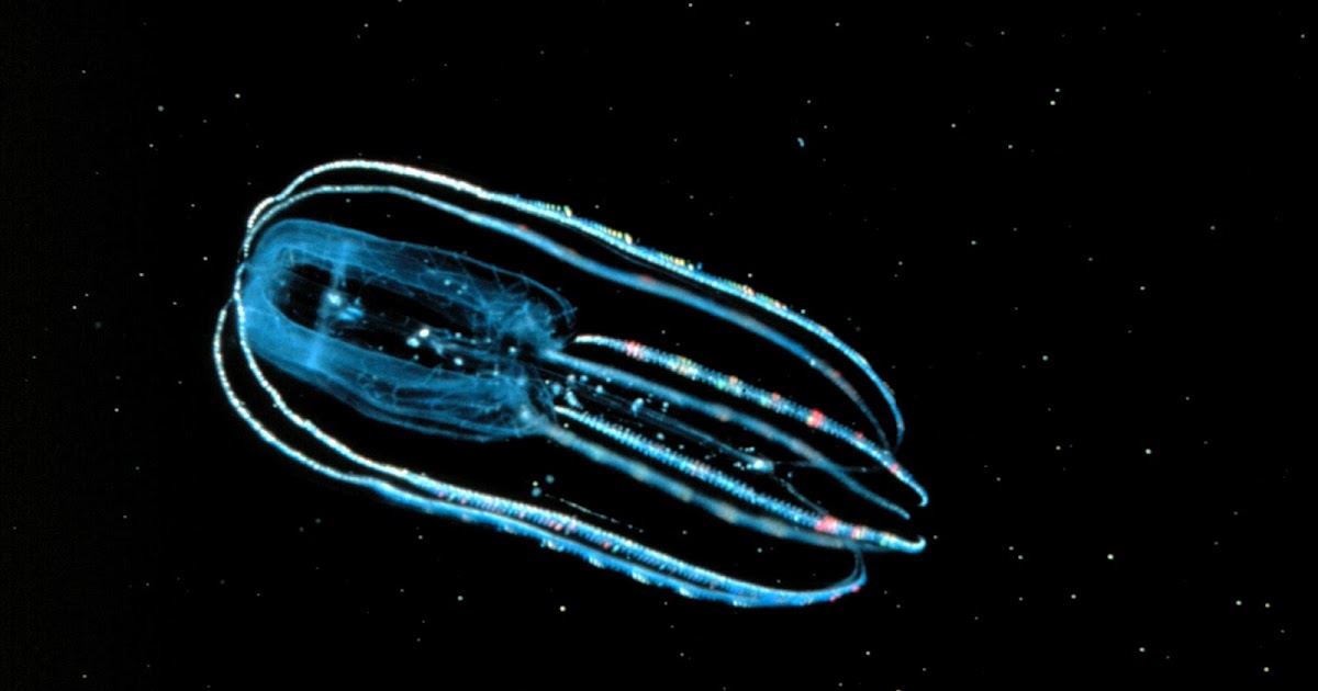 Deep Sea Bloggerhead: Bioluminescence in Jellyfish