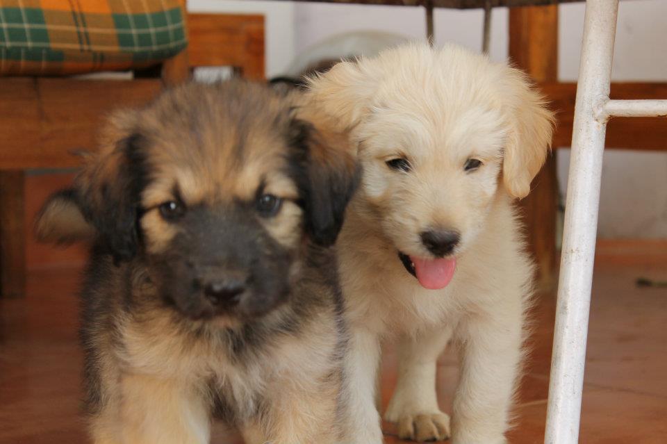 Adopt an Indian Stray dog/cat and bring home joy and happiness: Pups Adopt an Indian Stray dog/cat and bring home joy and happiness: Pups