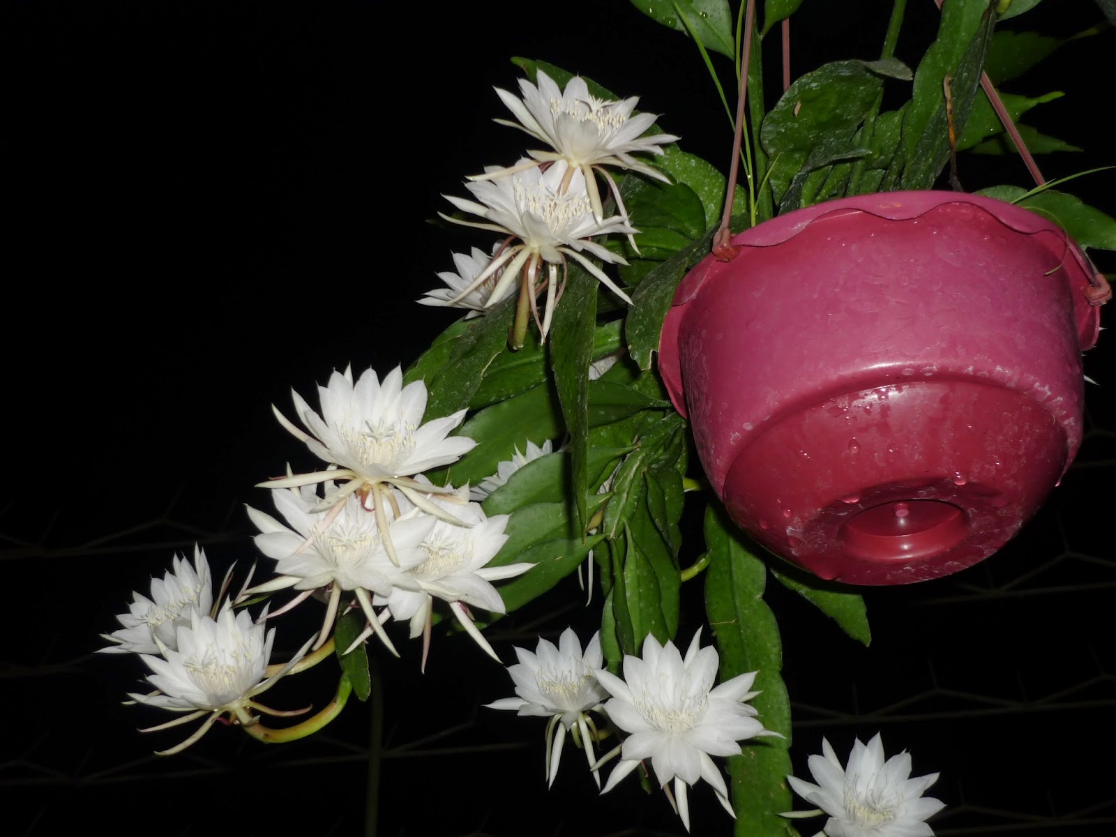 Penanaman bunga dalam pot | Sumber: Flonimal