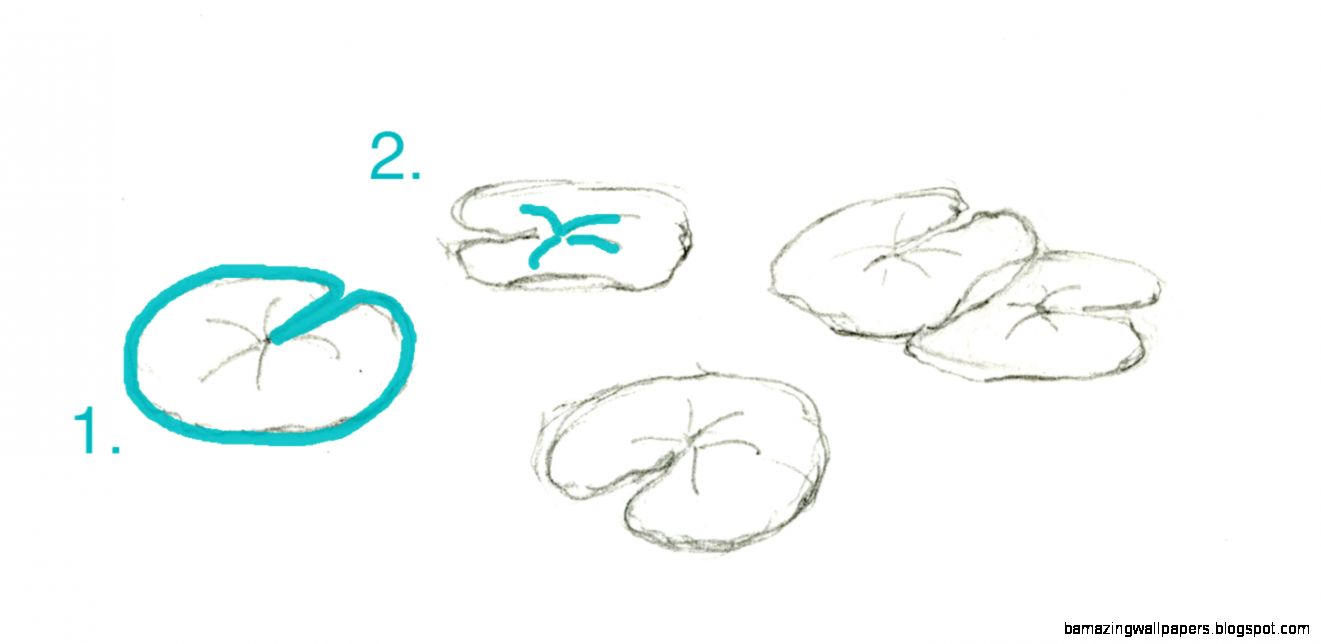 How to Draw and Paint Lovely Lily Pads