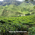 7 Tempat Menarik di Cameron Highland #MyTravelAdventure