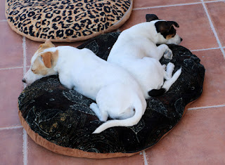 The puppies hiding from the heat The puppies hiding from the heat