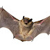 Descoberto como os morcegos lidam com tantos vírus letais no corpo