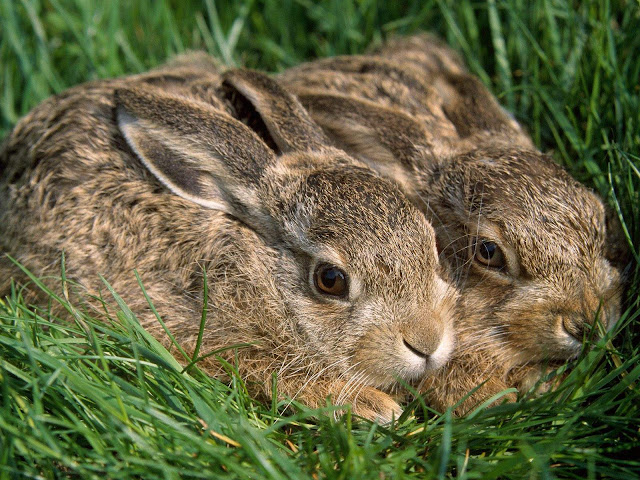 A Pair of Hares Wallpaper hd