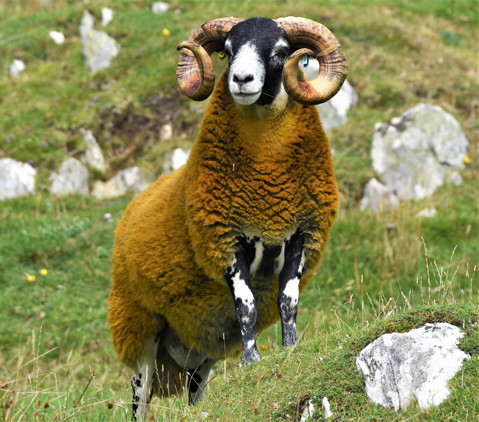Andrew Robin photography.: Scottish Black Face Sheep.