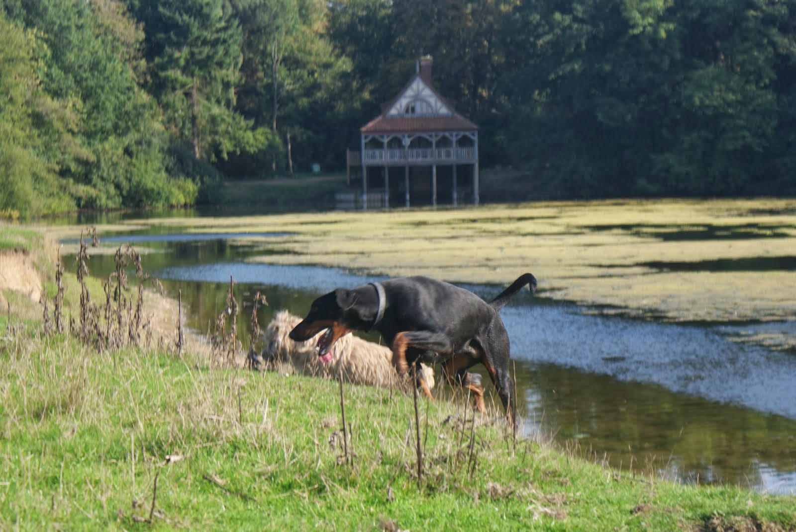 Dogs in the Park