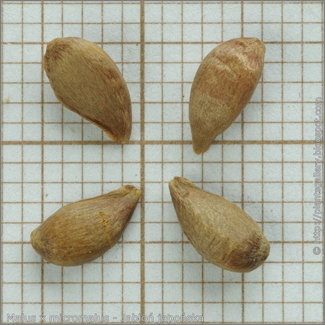 Malus x micromalus seeds - Jabłoń japońska nasiona