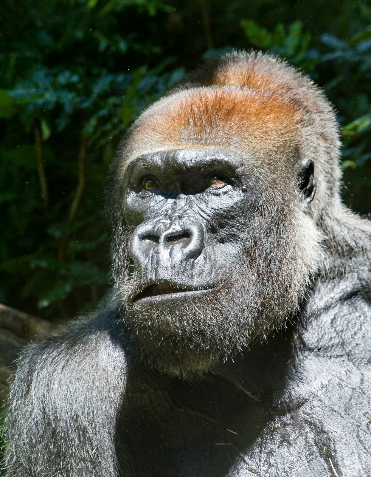 Becoming A Silverback Leo S Story