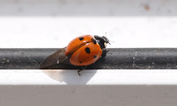 camera ladybird rambles outside quick then