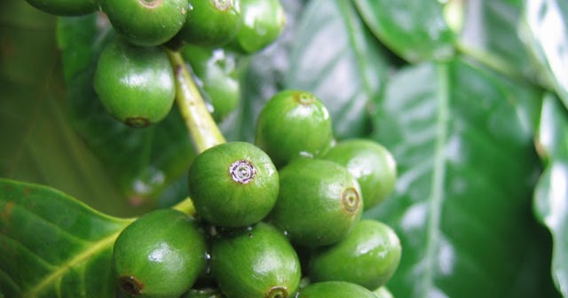 Green Coffee Beans: Why does Green Coffee Beans help in Weight Loss