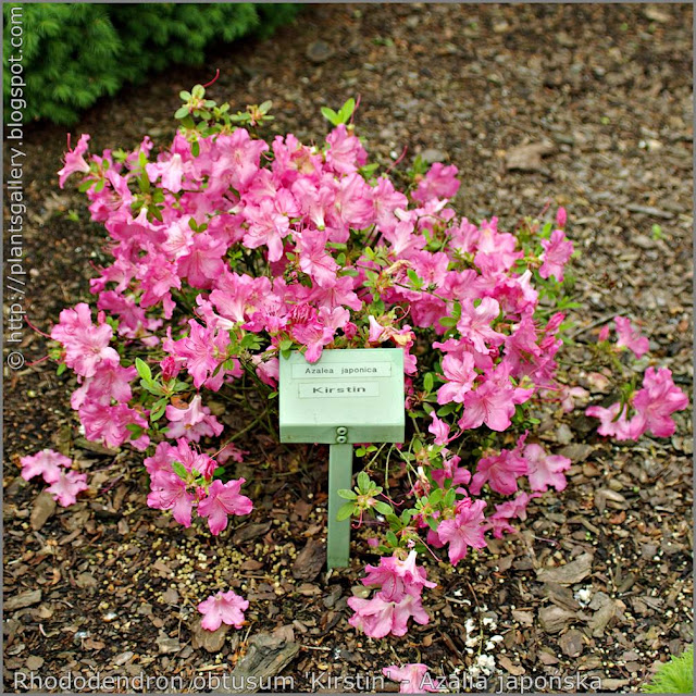 Rhododendron obtusum 'Kirstin' habit - Azalia japońska 'Kirstin'  pokrój
