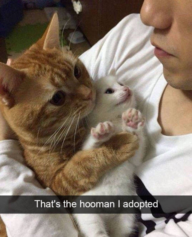 
Have A Look Into The Hilarious Real Lives Of Animals Via Snapchat (29 Pics).