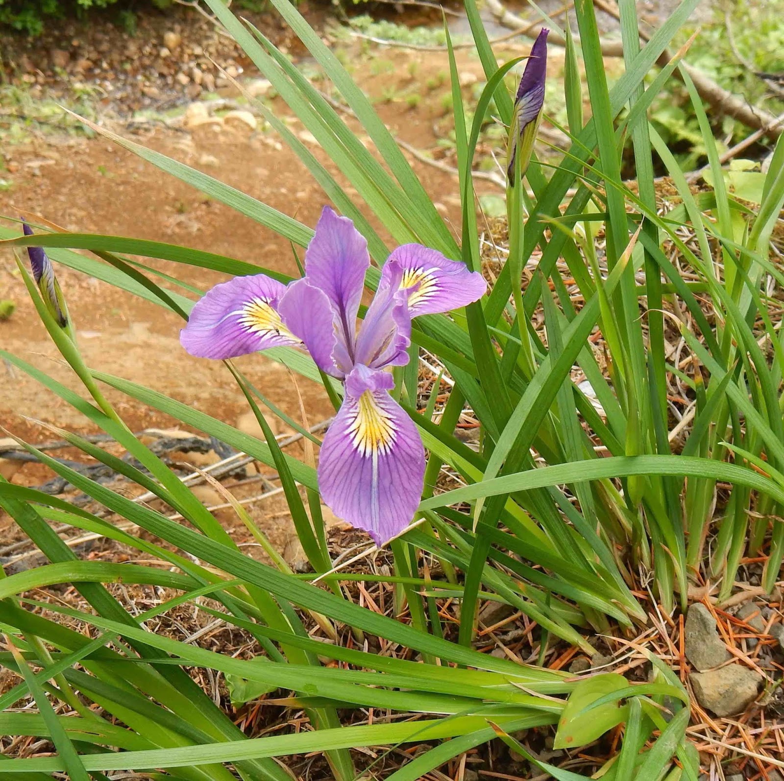 World of Irises Wild Iris tenax on Seacliffs in Northwest Oregon