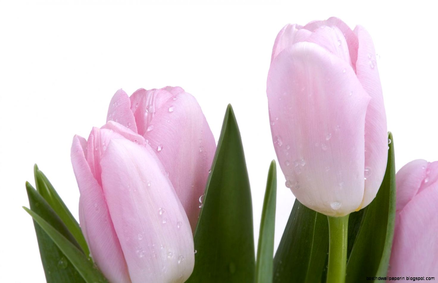 Tulip Flower Desktop Wallpapers  Tulip Flower Pictures  Cool