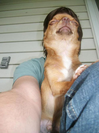 Perfectly timed photo dog face