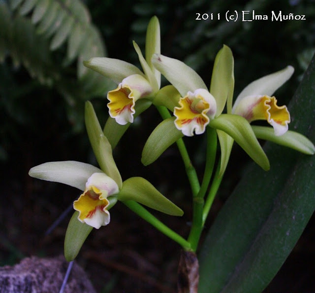 Cattleya mooreana