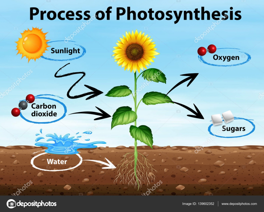 proseso de la fotosintesis