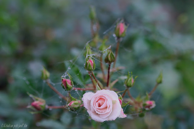 rosier rose blanche Diamant 