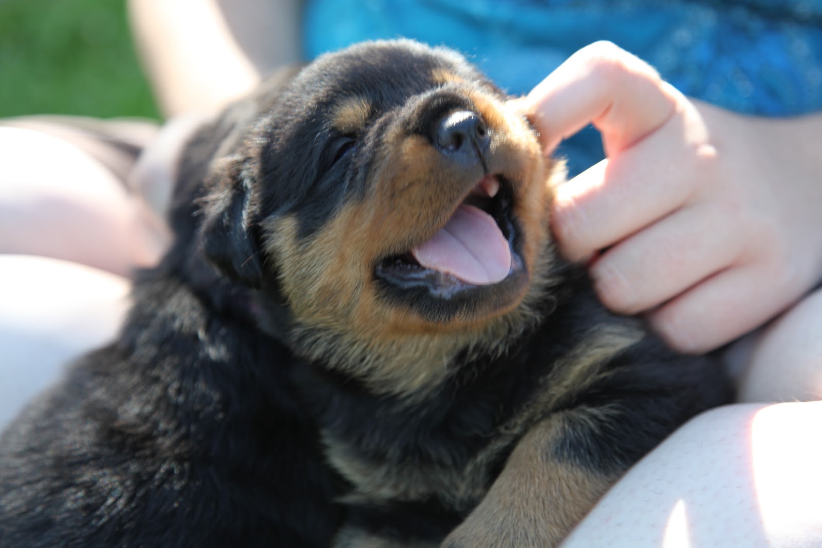 Tales Of An Extraordinary Life~: More Absolute's Pink & Red Rottweiler ...