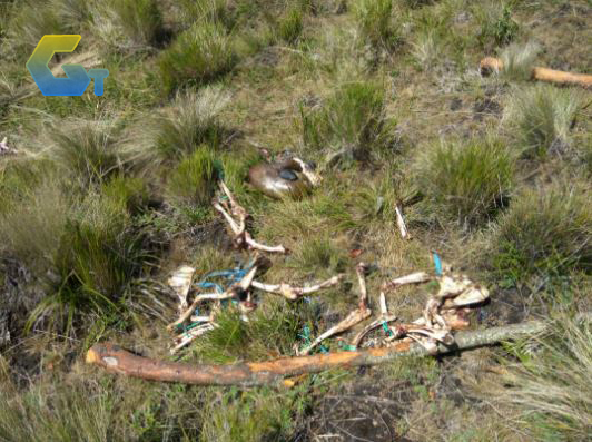 BANGAKI RUSA YANG DI TEMUKAN DI GUNUNG LAWU GOSIP TERKINI