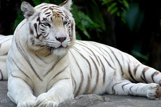 Mimpi Harimau Putih Besar Loreng Jinak Lepas Masuk Rumah Arti