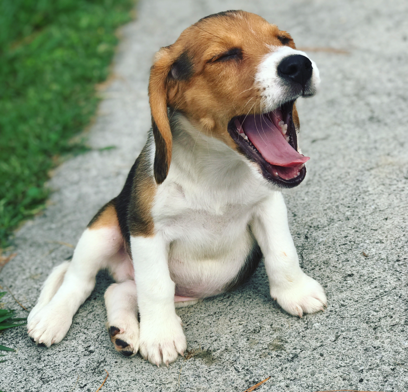 12 week old beagle puppy