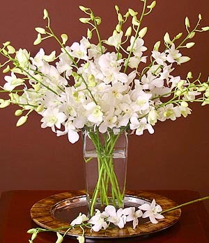 1 bình hoa dendro màu trắng cắt cành đẹp