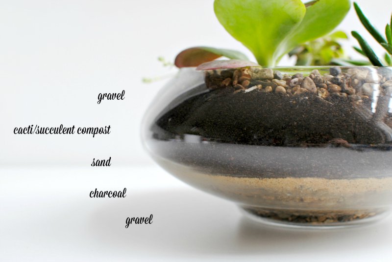 DIY succulent terrariums — Caroline Burke Burkatron
