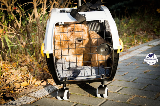 podróże z psem, w podróży z psem, wakacje z psem, welsh corgi, welsh corgi cardigan, cardigan, w samochodzie z psem, bezpieczna podróż z psem, jak przewozić psa w samochodzie