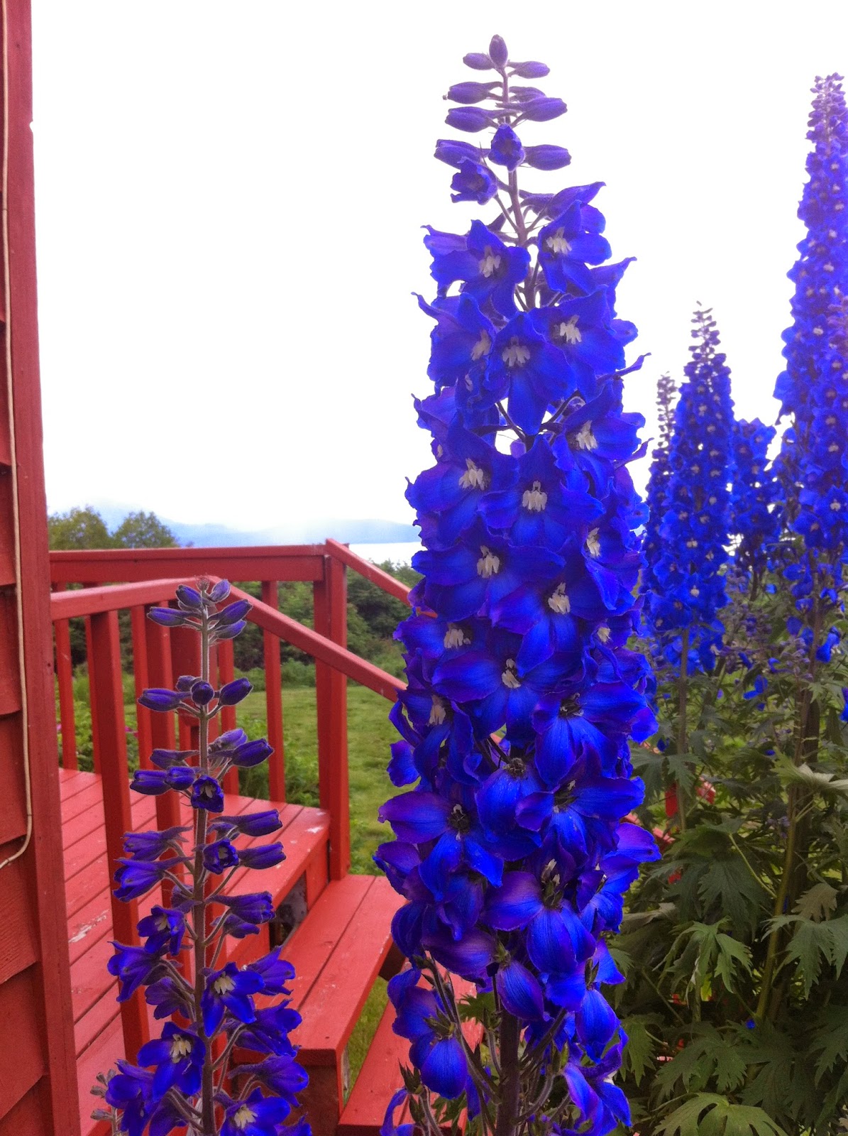 Life in Alaska — A View From Homer A Typical Homer Flowerbed