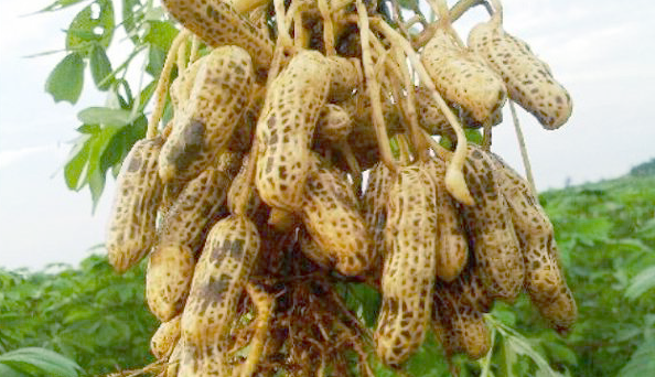 usaha budidaya kacang tanah usaha budidaya kacang tanah