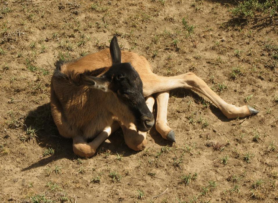 Beautiful Animals Safaris The Amazing Great Wildebeest