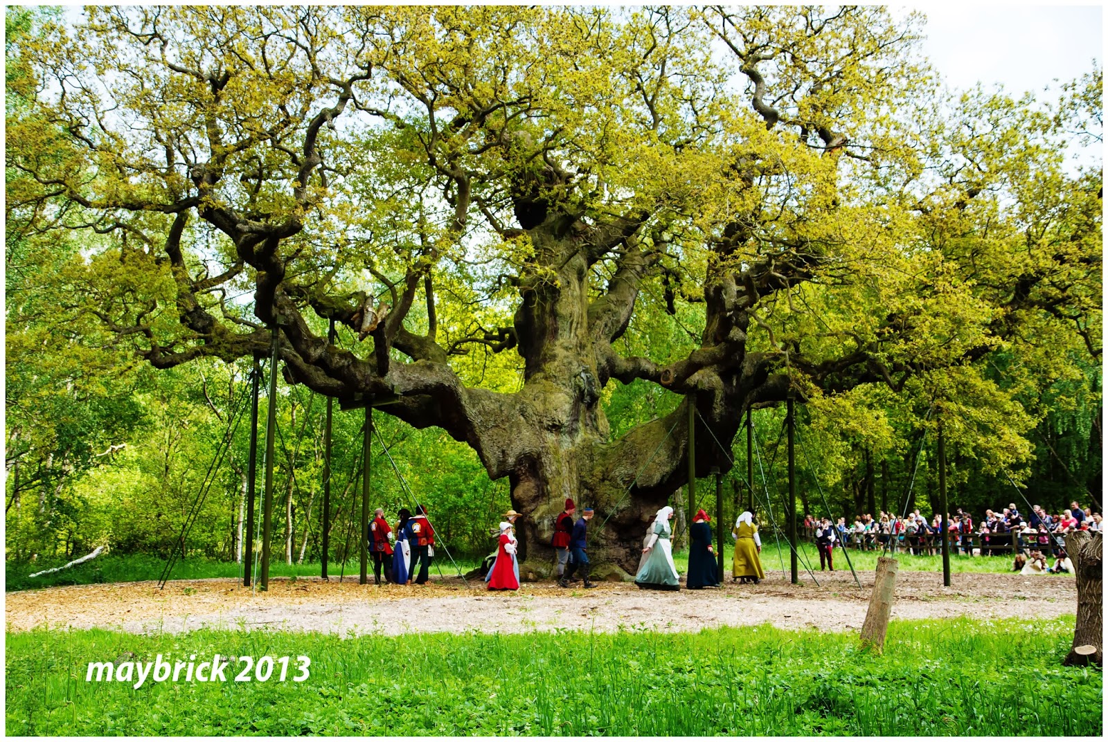 Giant Trees From Around The World Oak Trees