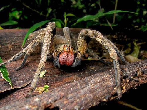 The Most Venomous Spider On Earth: Phoneutria