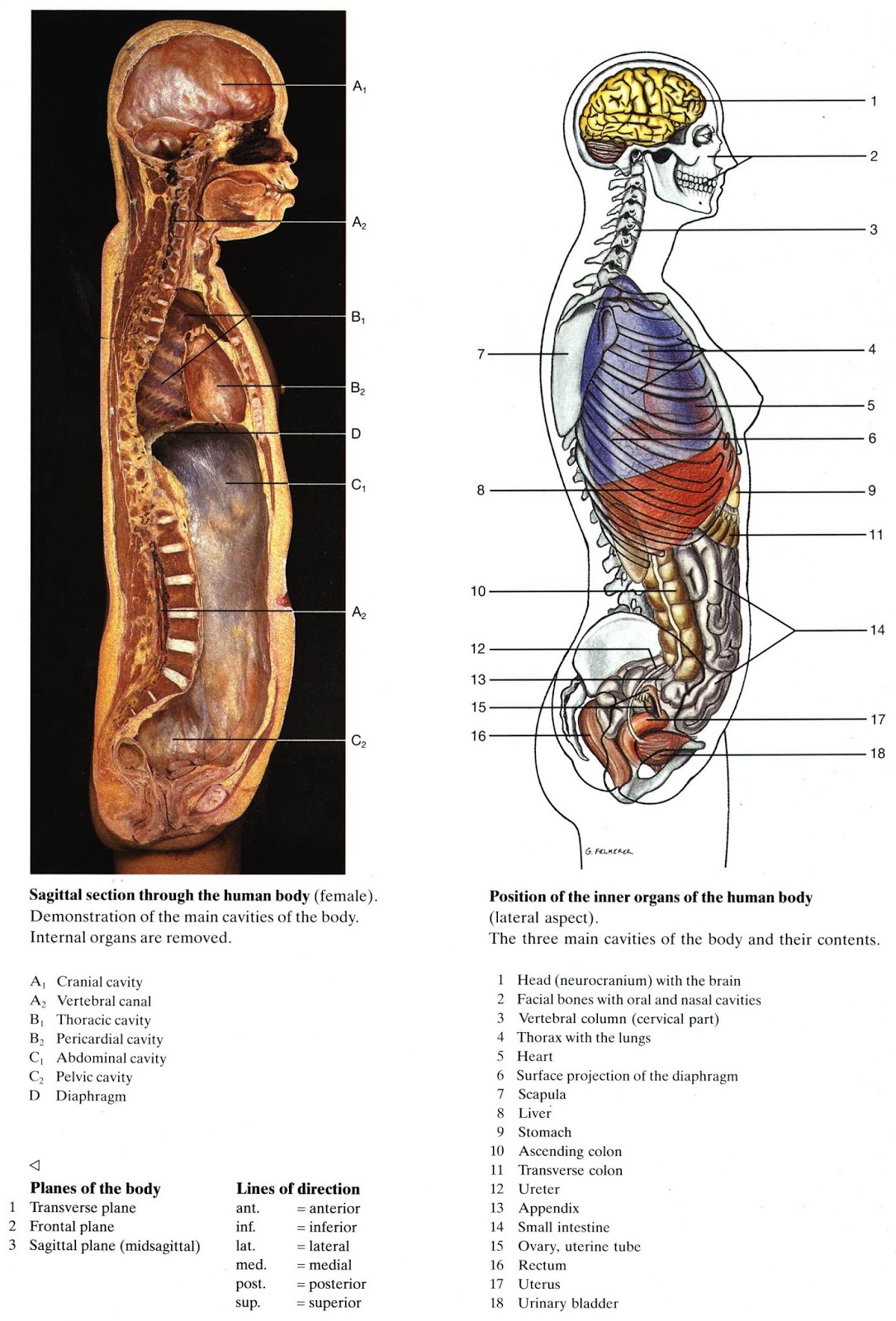 Анатомия человека 1. Анатомия человека атлас внутренних органов. Строение человека внутренние органы сбоку. Расположение внутренних органов человека в разрезе. Строение туловища человека анатомия органы.