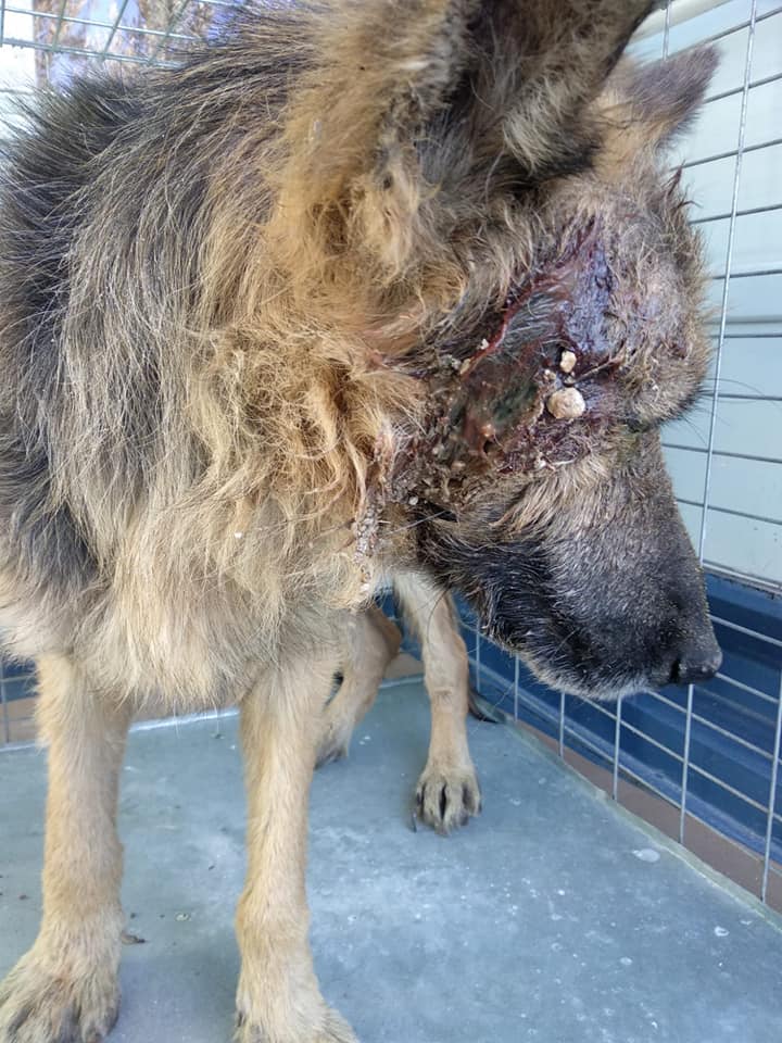 Empleador Punto de partida Entretenimiento pastor aleman perrera ...