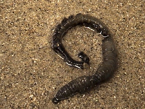 gusanos arenicolas