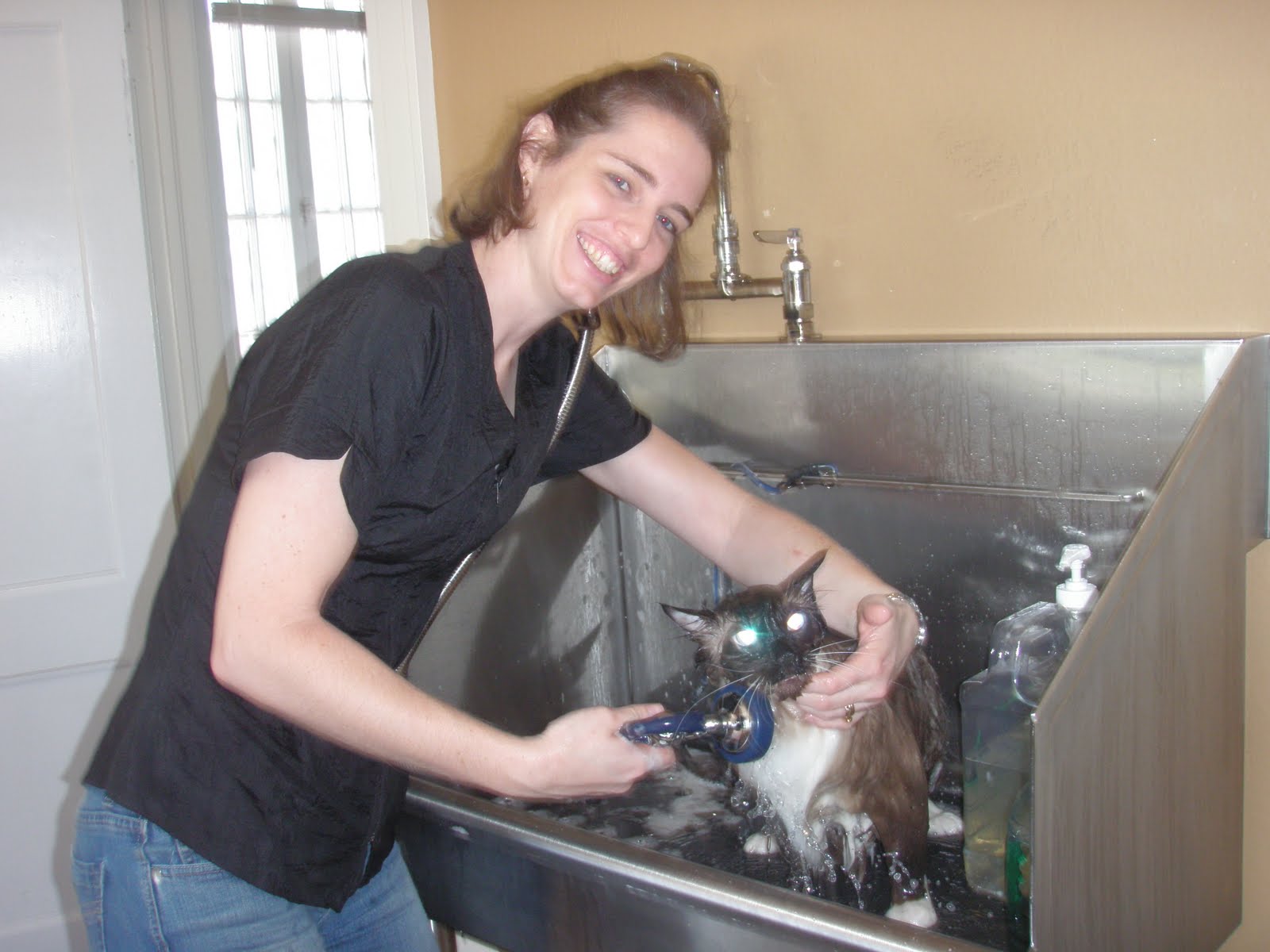 Nose 2 Tail Pet Care Latest News Cat Grooming School Day 9