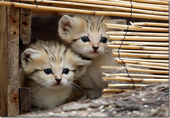 wild wild cute cute: Cats