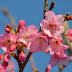 Cherry Blossom (Sakura) in Okinawa 2024