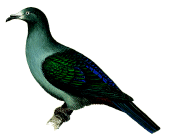 Nukuhiva imperial pigeon