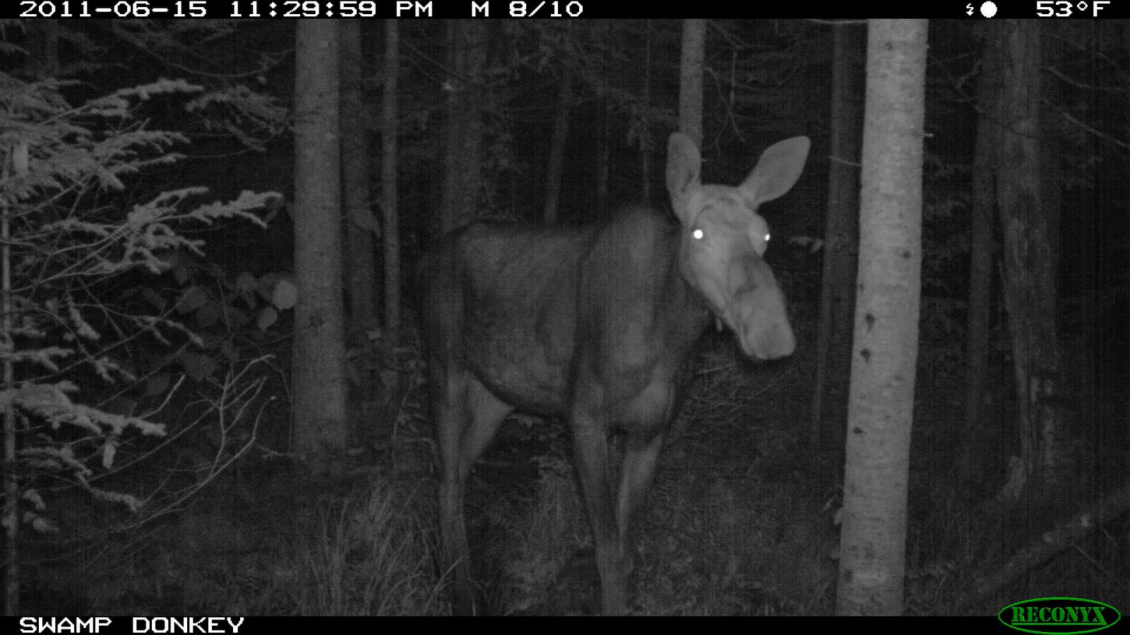 Swamp Donkey Adventures NH Hunting Guide