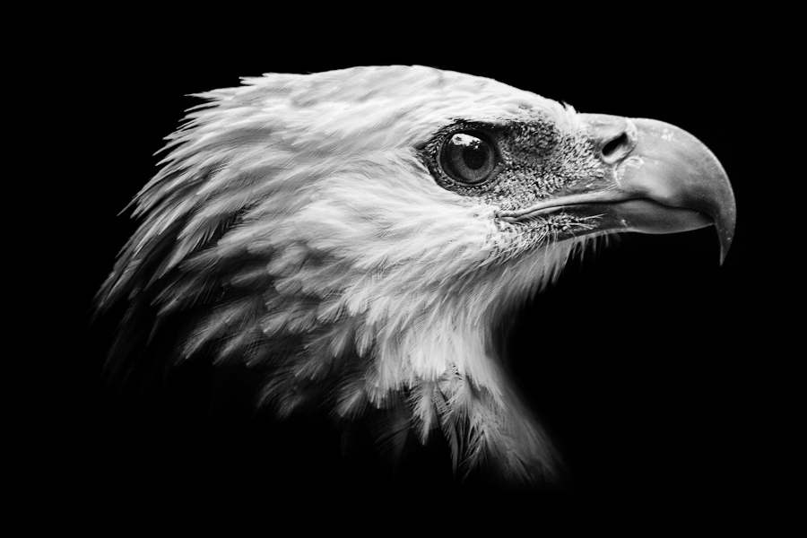 Wild Eagle  Photos HD Animal Wallpapers 