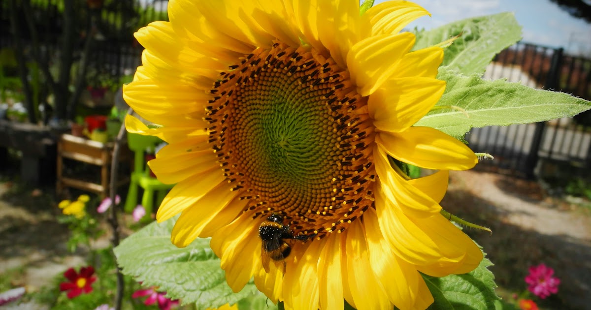 Le site du jardin - Jardiniers Partageurs