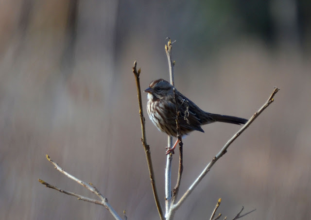 Woods Walks and Wildlife: Pileated Woodpecker at Bent of the River
