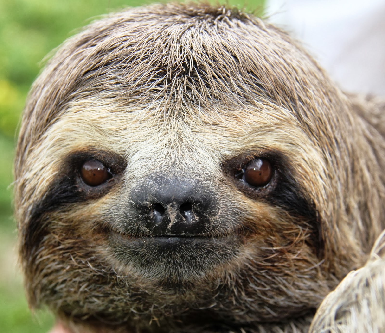 Qual Foi O Bicho De Hoje Na Alvorada Blog Central da Notícia - Amazonas: BICHO PREGUIÇA - LEVANDO UMA VIDA