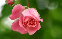 rosas flores rosadas hermosas rose imagenes amarillas fleurs banco naturales bud tapeta rosa flor fondo wilted flowers фото hermosos lindas