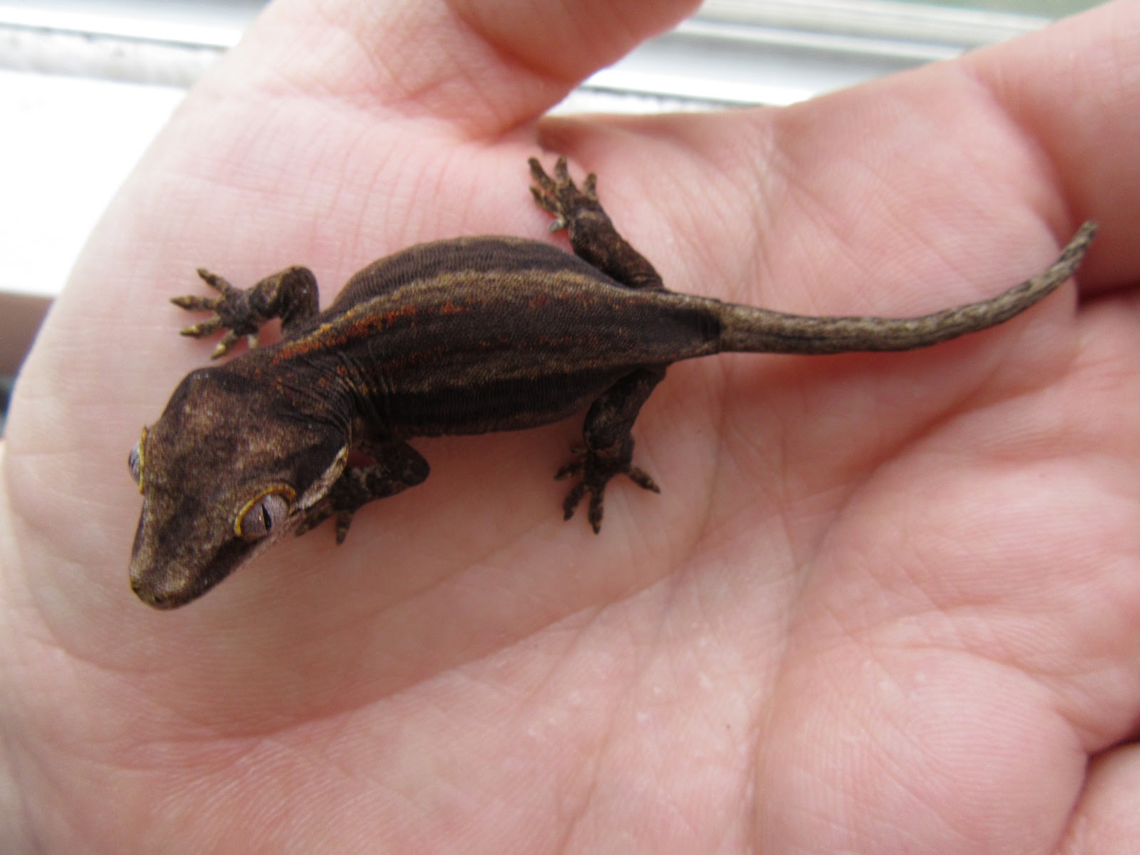 Momcicle Mania Gargoyle gecko breeding trial